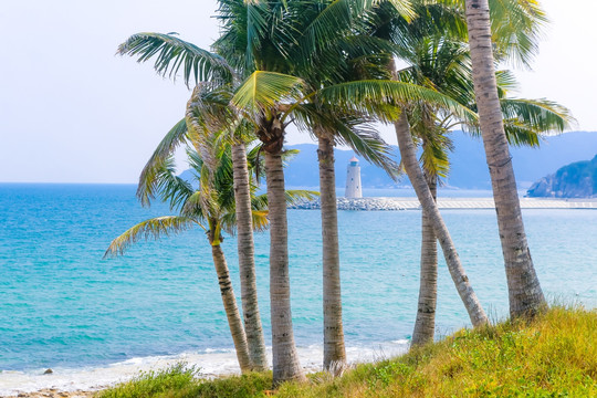 海南三亚亚龙湾沙滩椰树