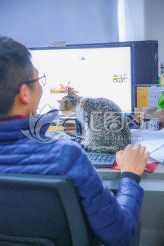 办公室里的猫