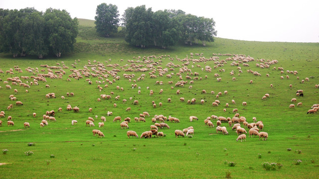 草原 羊群