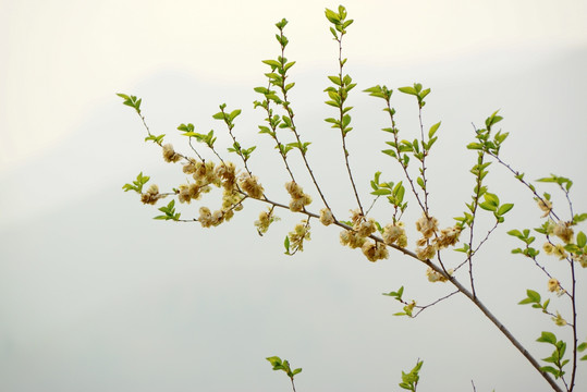 榆树树枝