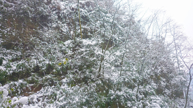 黄连河雪景 雪景 冰雪树枝