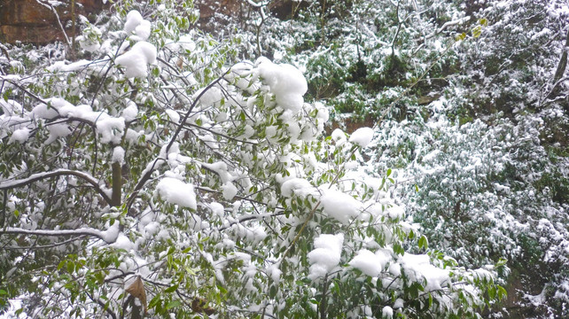 黄连河冬景 雪景 冰雪树枝