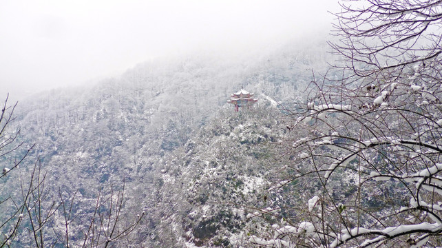 雪景 树木树枝 树林雪景