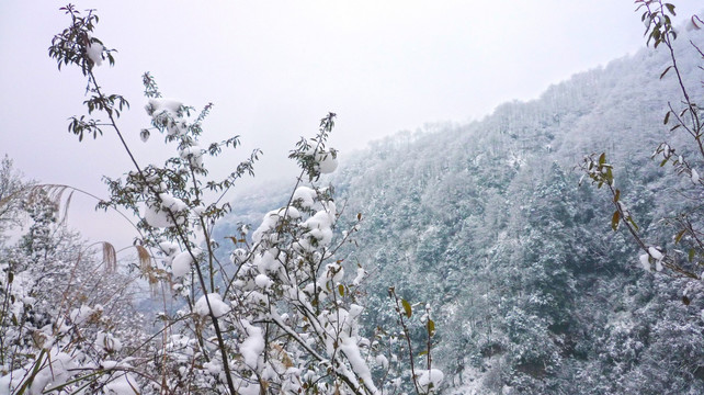 雪景 树木树枝 树林雪景