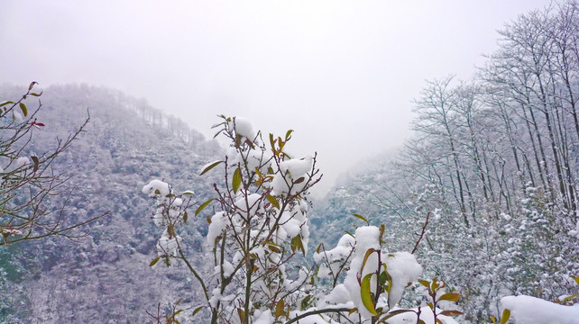 雪景 树木树枝 树林雪景