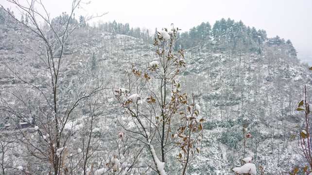 雪景 树木树枝 树林雪景