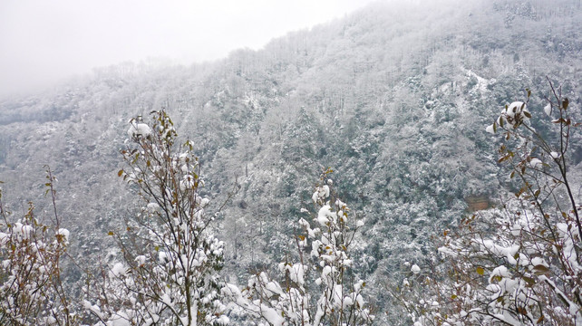 黄连河雪景 树木树枝 冬景