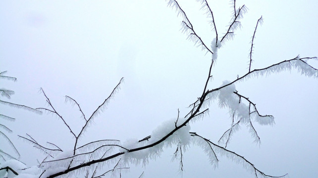 黄连河雪景 树枝特写 冬景