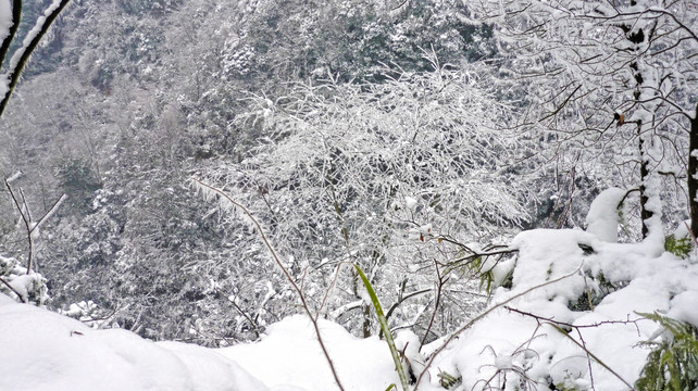 雾凇 树挂 黄连河雪景