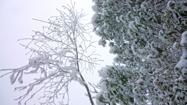 雾凇 树枝特写 黄连河雪景