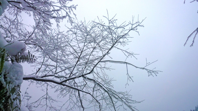 雾凇 树挂树枝 黄连河雪景