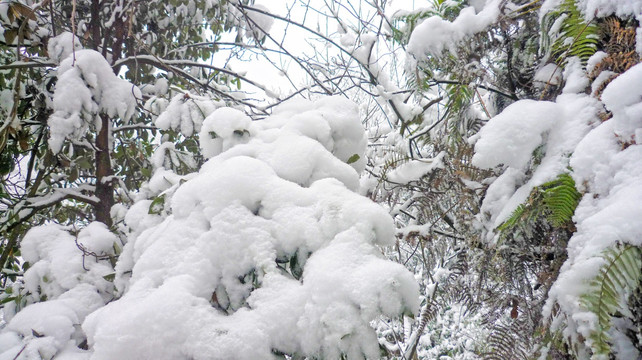 积雪 树挂 黄连河雪景
