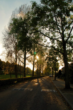 夕阳公路和树林投影