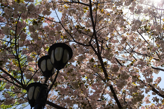 樱花树下的路灯