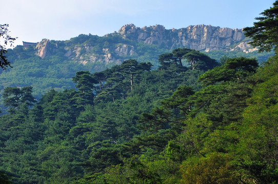 山景松树