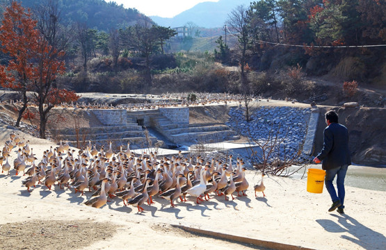 鸿雁 山里