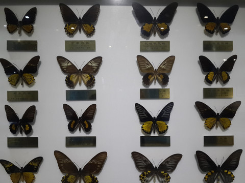 昆虫博物馆带你走进昆虫世界