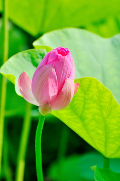 菡萏初绽