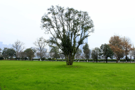 草坪小树