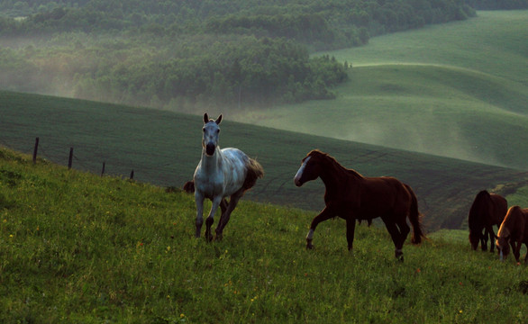 清晨山坡上奔跑的马