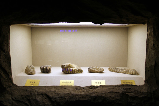 黑龙江省 博物馆 化石