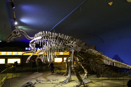 黑龙江省 博物馆 恐龙