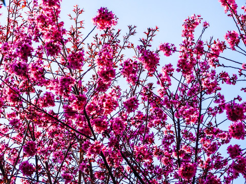 樱花