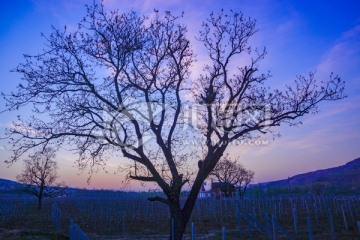 田园早晨