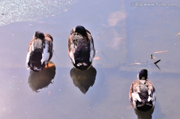 冰面上三只晒太阳的鸭子