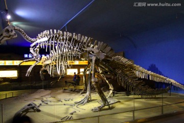 恐龙 骨骼 化石
