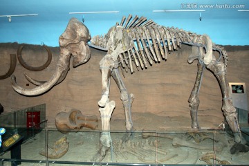 大象 骨骼 化石