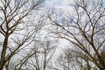 树枝素材