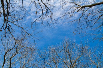 枯枝 天空