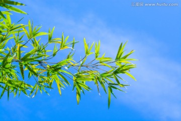 竹叶