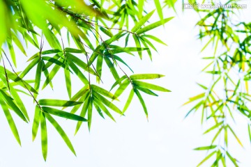 竹叶