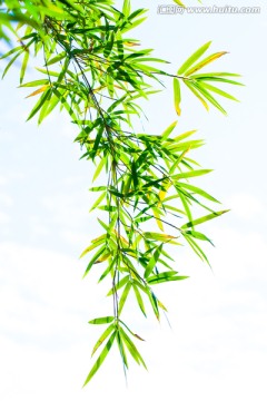 竹叶