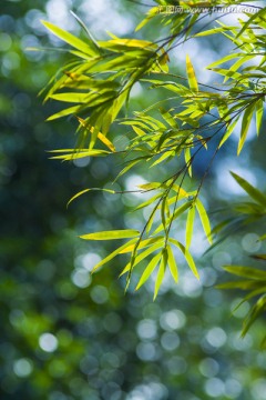 竹叶