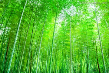 竹子