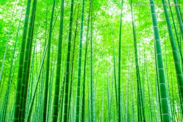 竹子