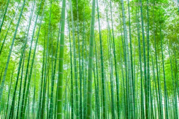 竹子