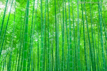 竹子