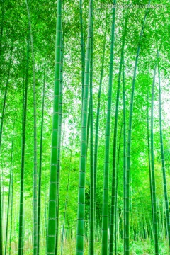竹林