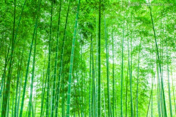 竹林