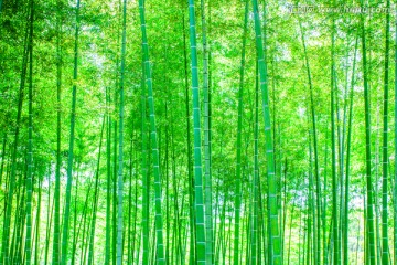 竹子