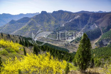 仰天山 连翘 春天