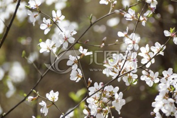 山花缤纷