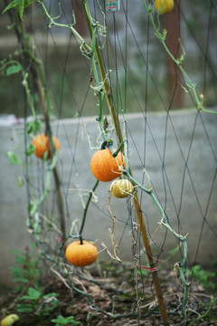 瓜 蔬菜 植物