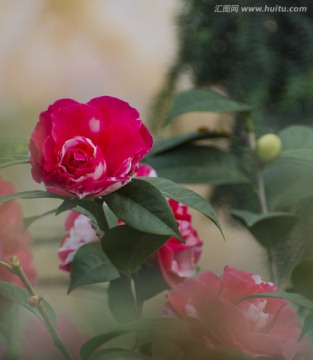 花卉 花朵 开放 鲜艳 红色