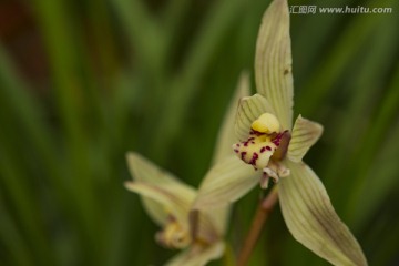 兰花 花卉 花草 清雅 花蕊