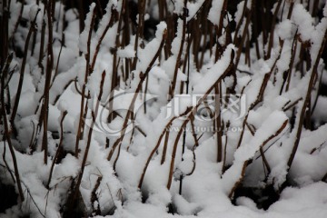 雪景